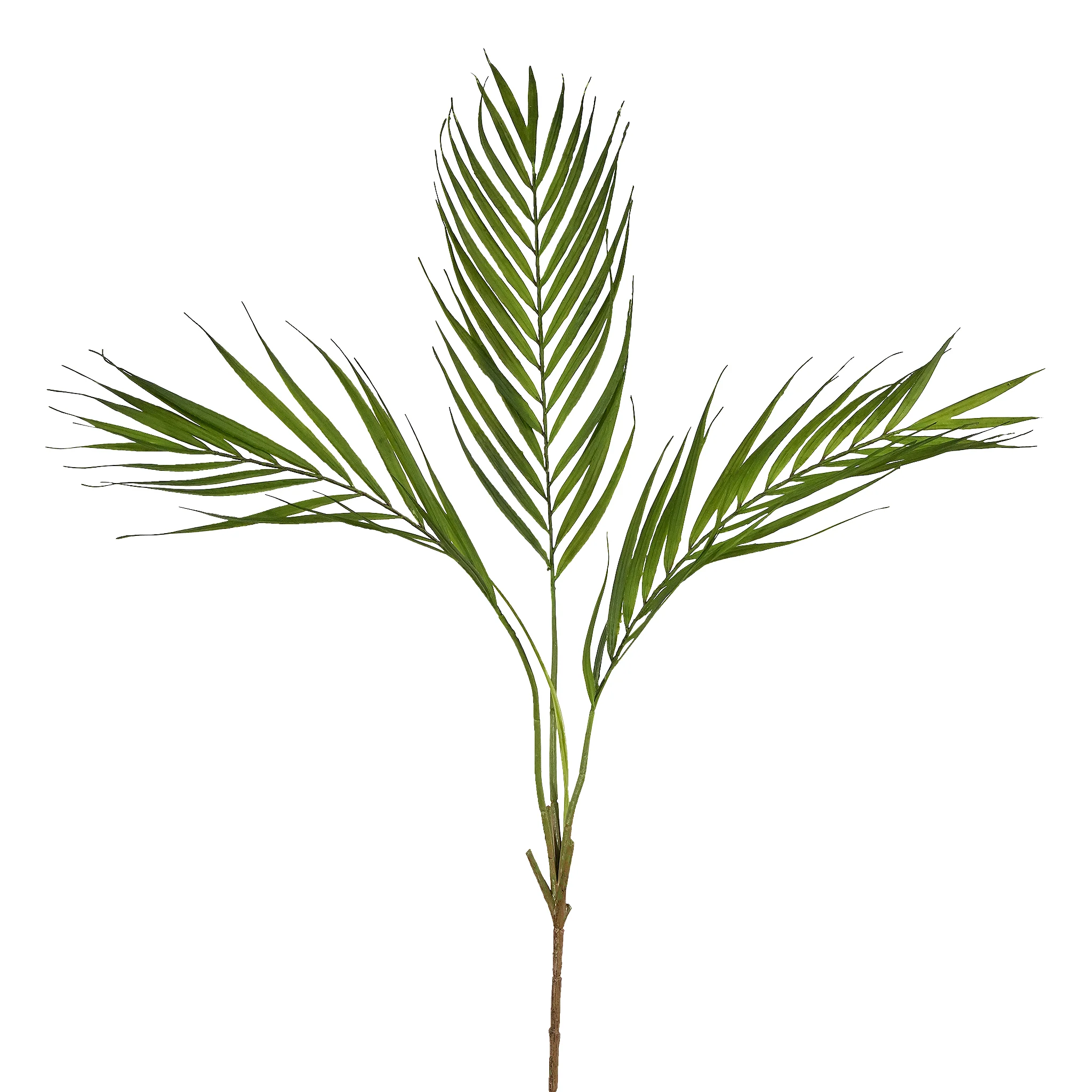 Palm Spray