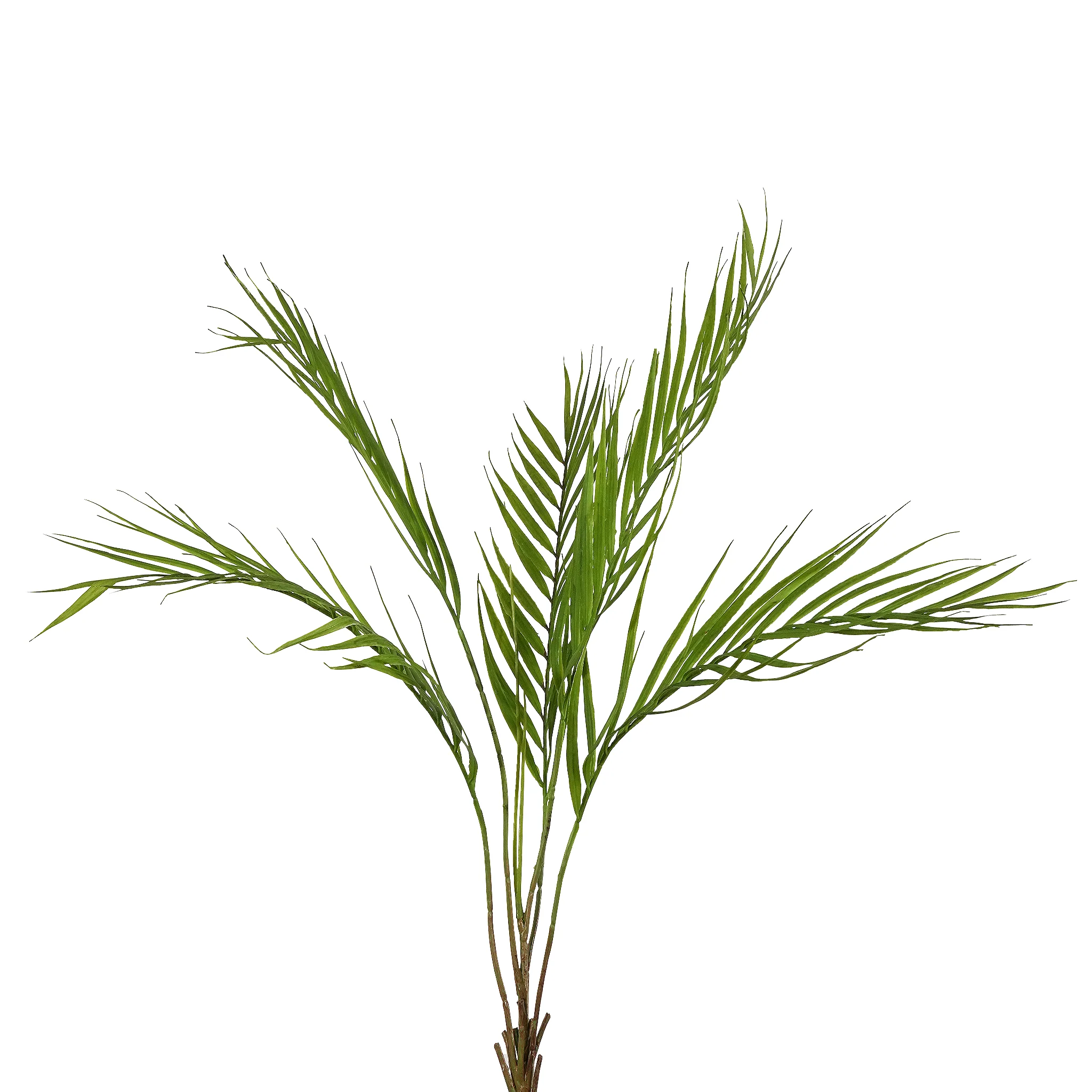 Palm Spray
