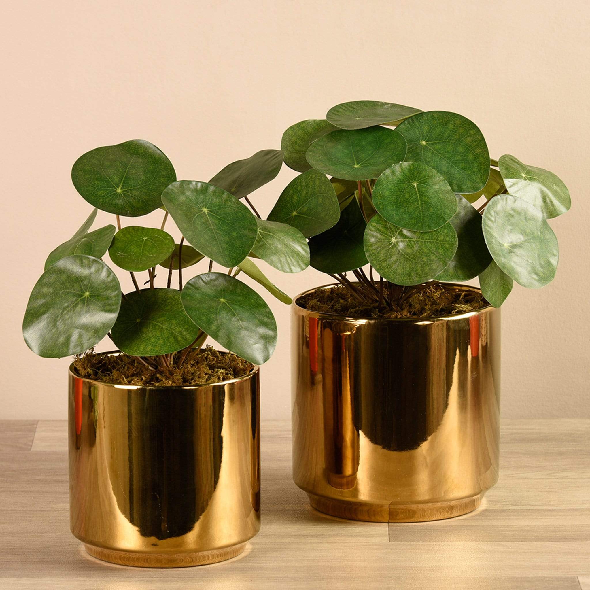 Artificial Pancake Plant in Gold Pot