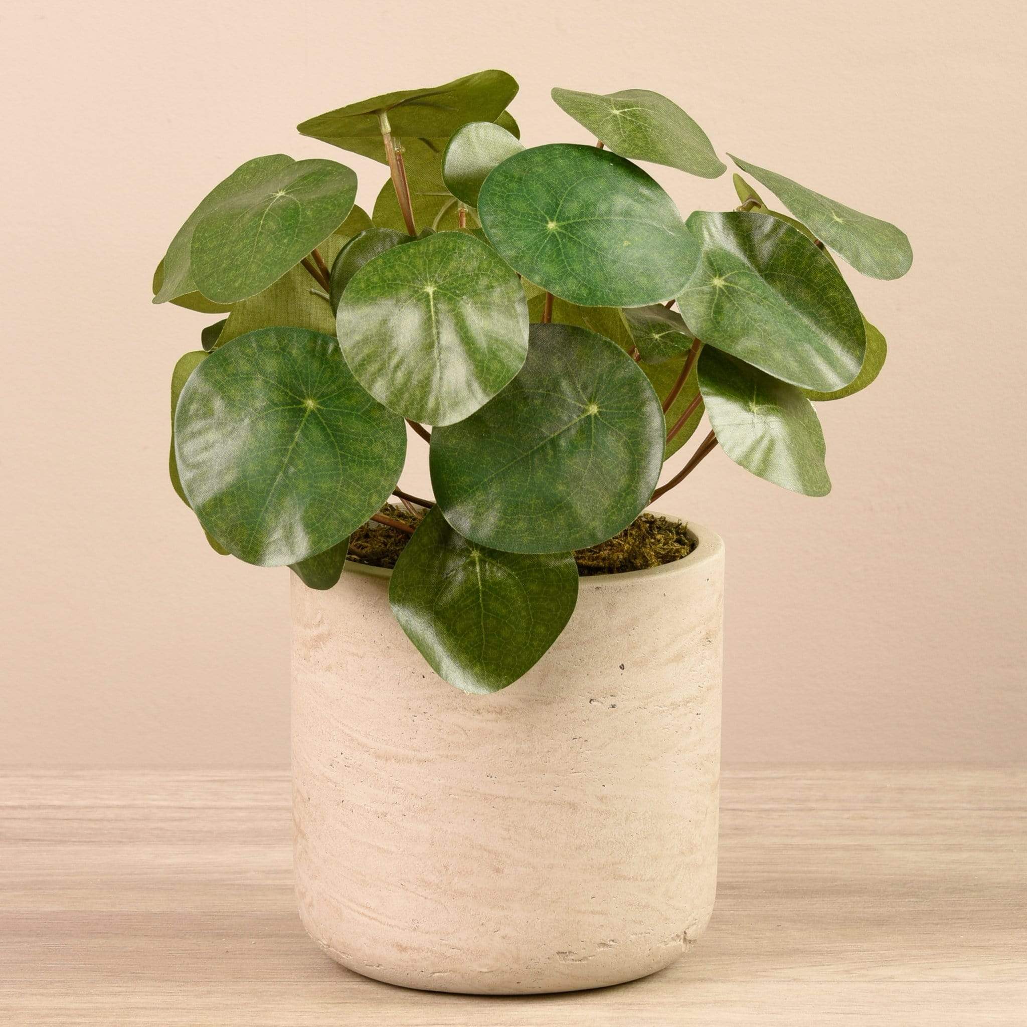Artificial Pancake Plant in Pot - Image 3