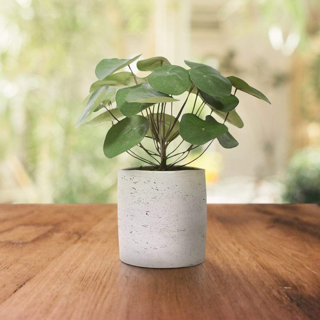 Artificial Pancake Plant in Pot - Image 4
