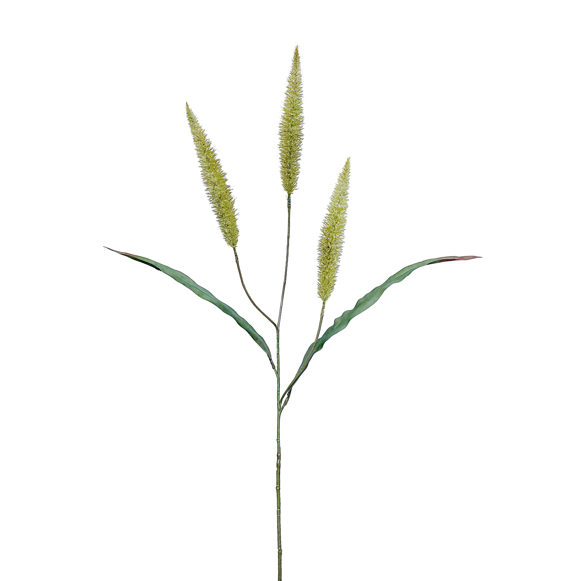 Pennisetum Spray