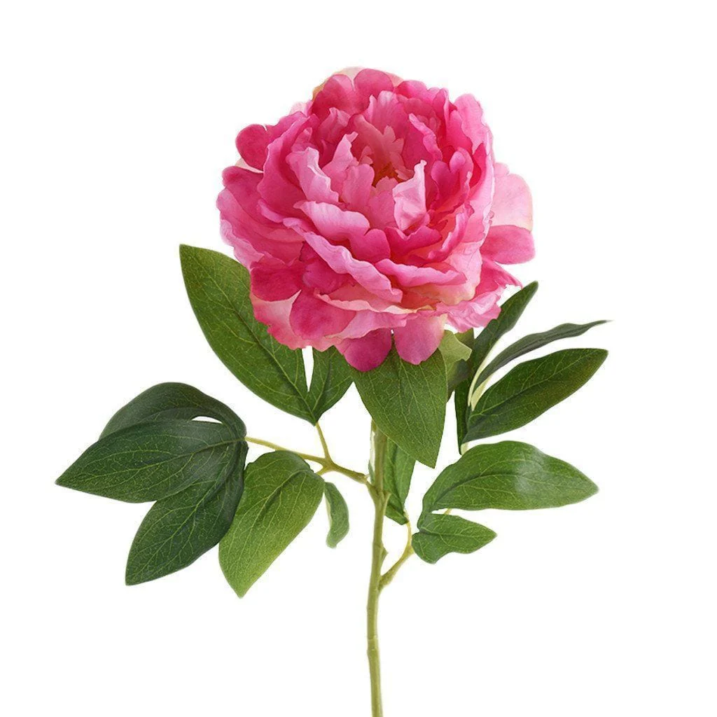 Peony - Image 2
