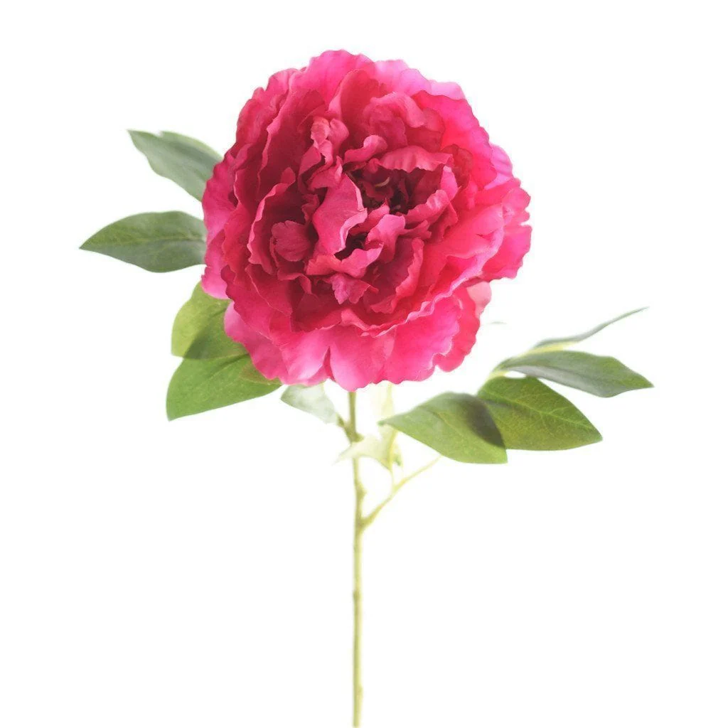 Peony - Image 3