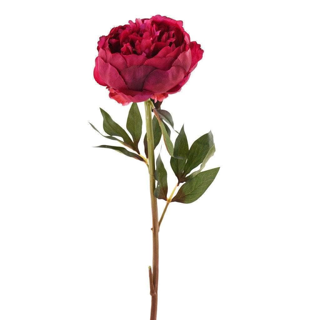 Peony - Image 3