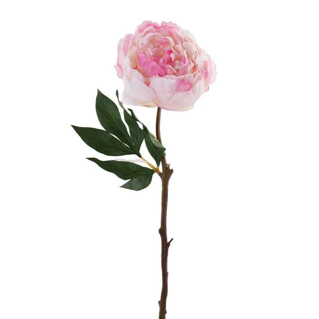 Peony - Image 2