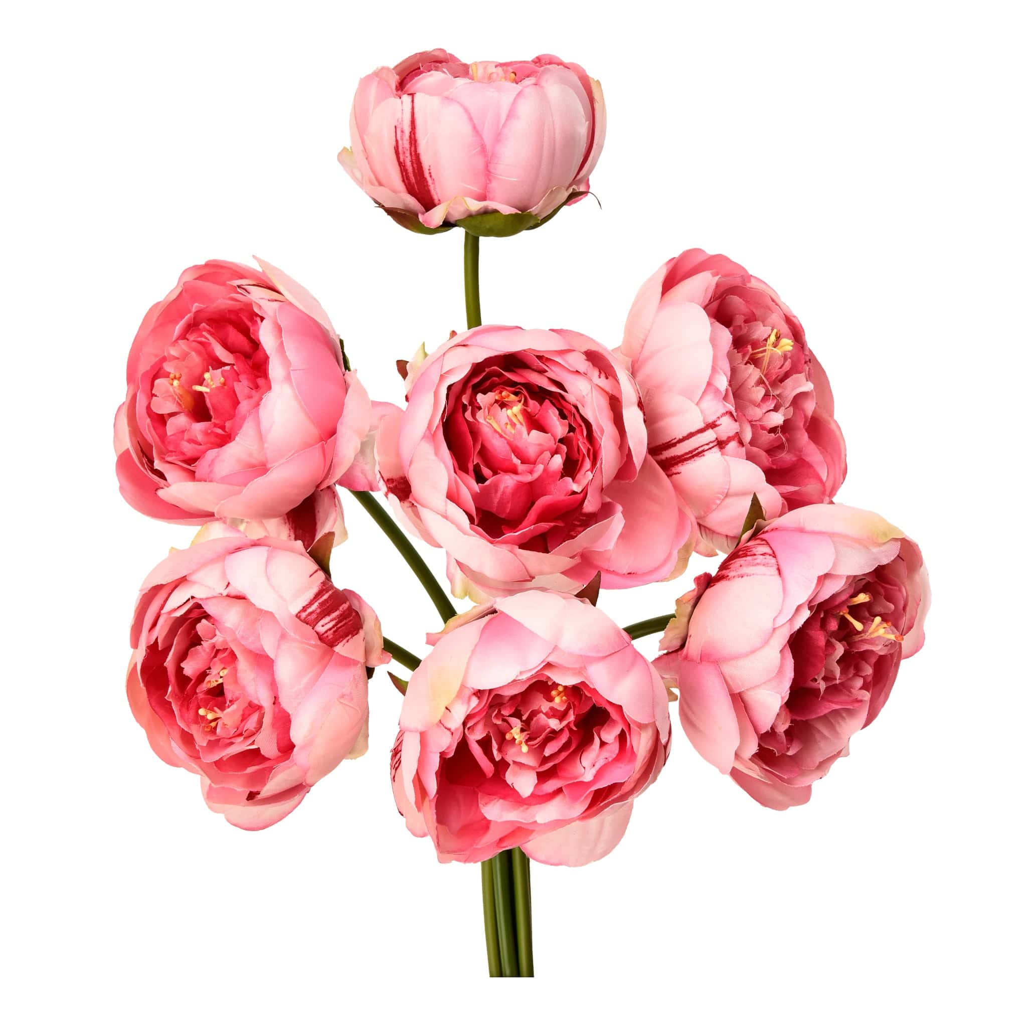 Peony - Image 2