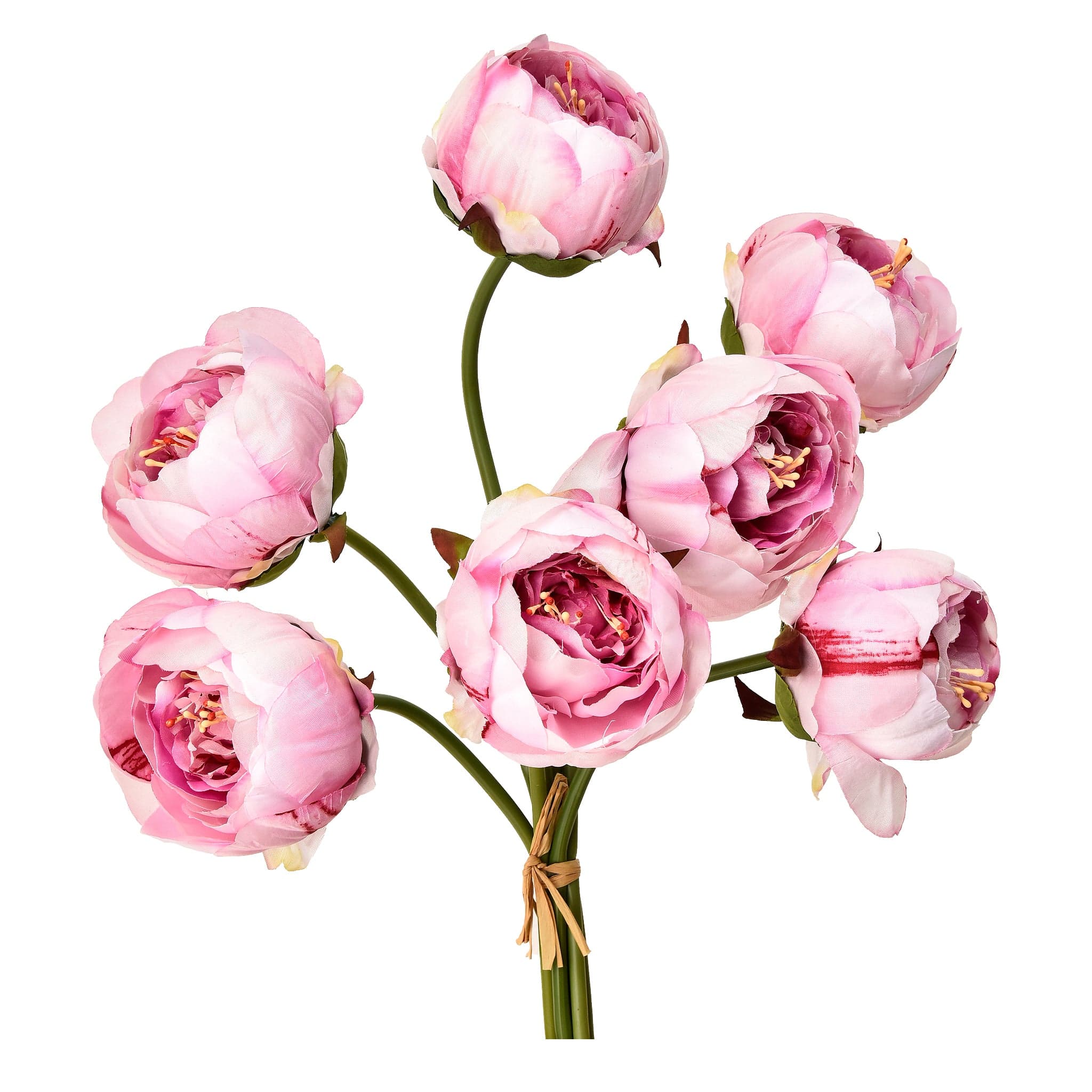 Peony - Image 3