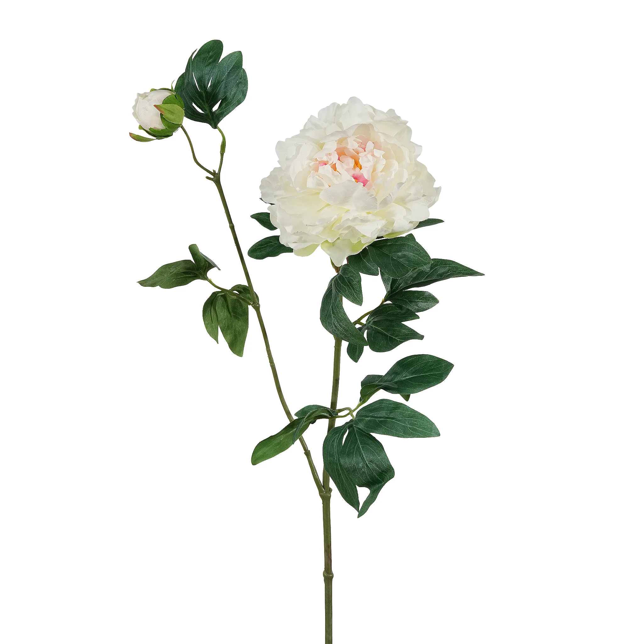 Peony