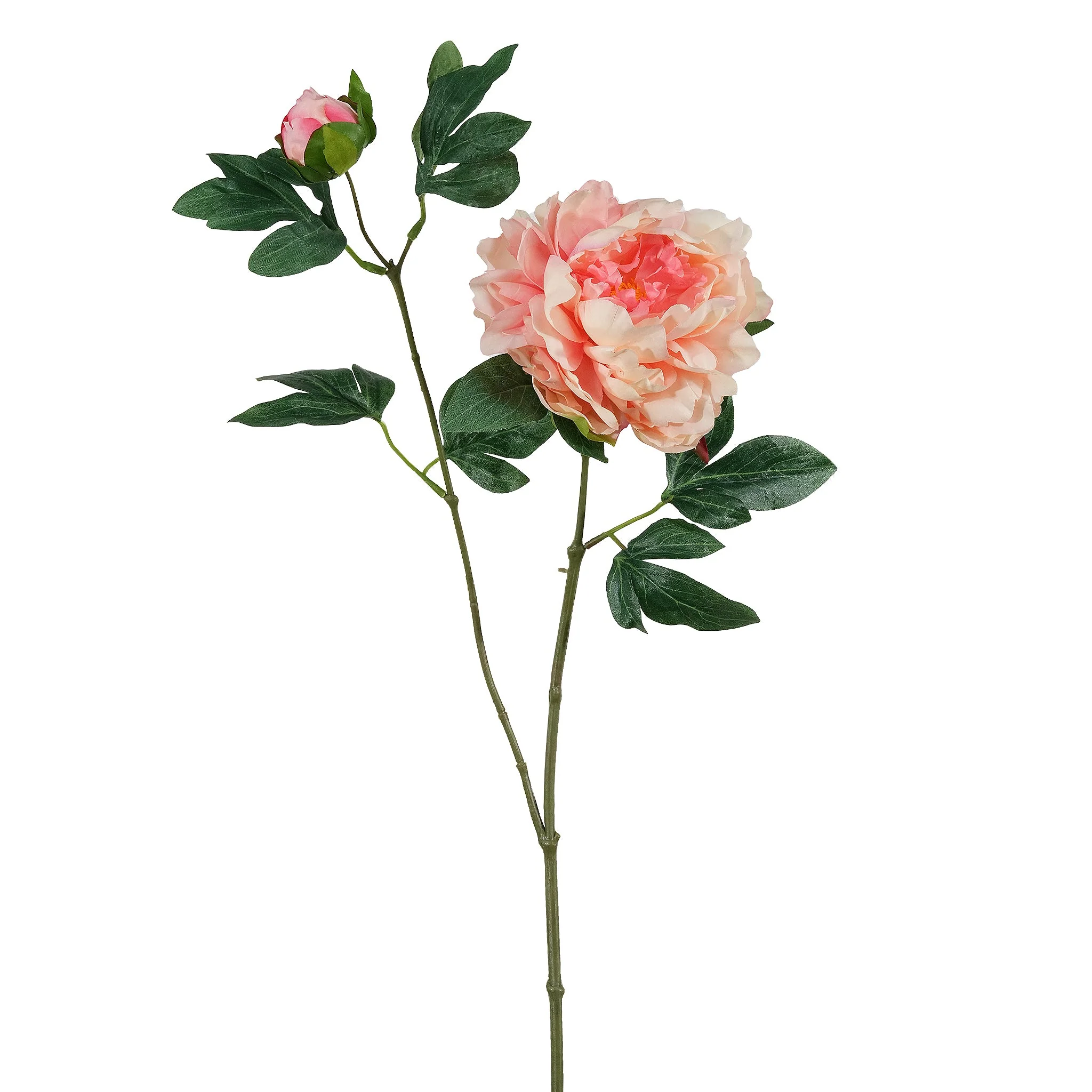 Peony - Image 2