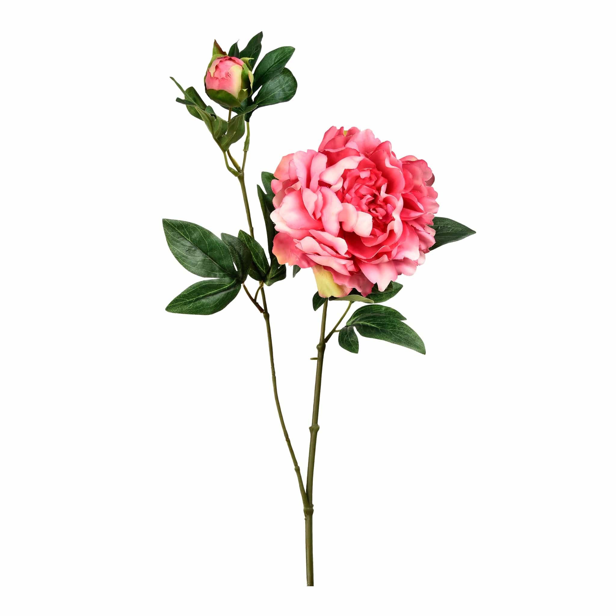 Peony - Image 3