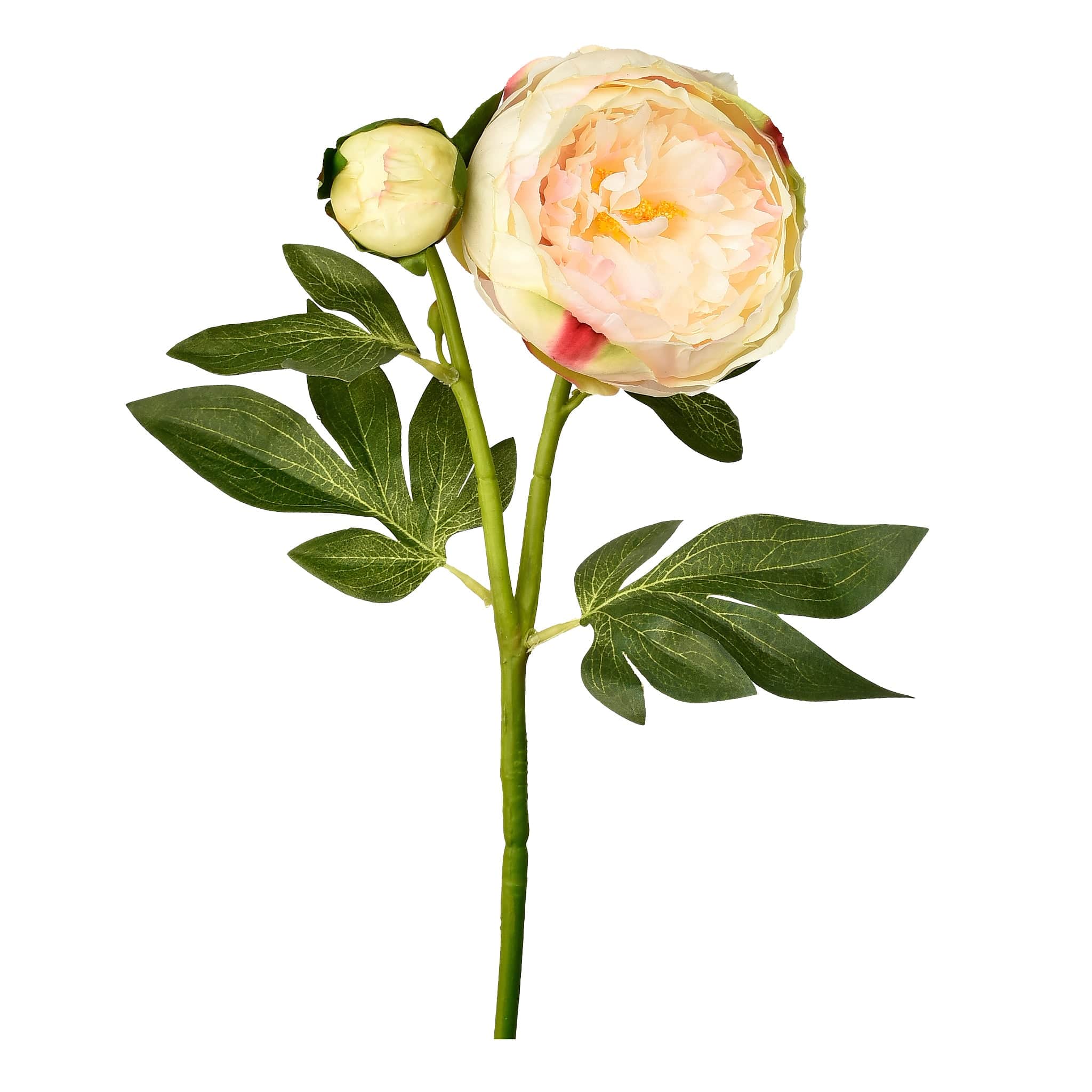 Peony - Image 2