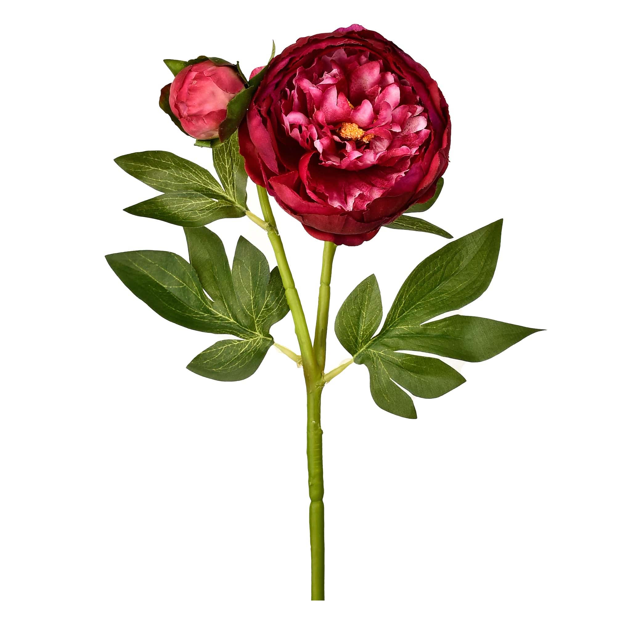 Peony - Image 3
