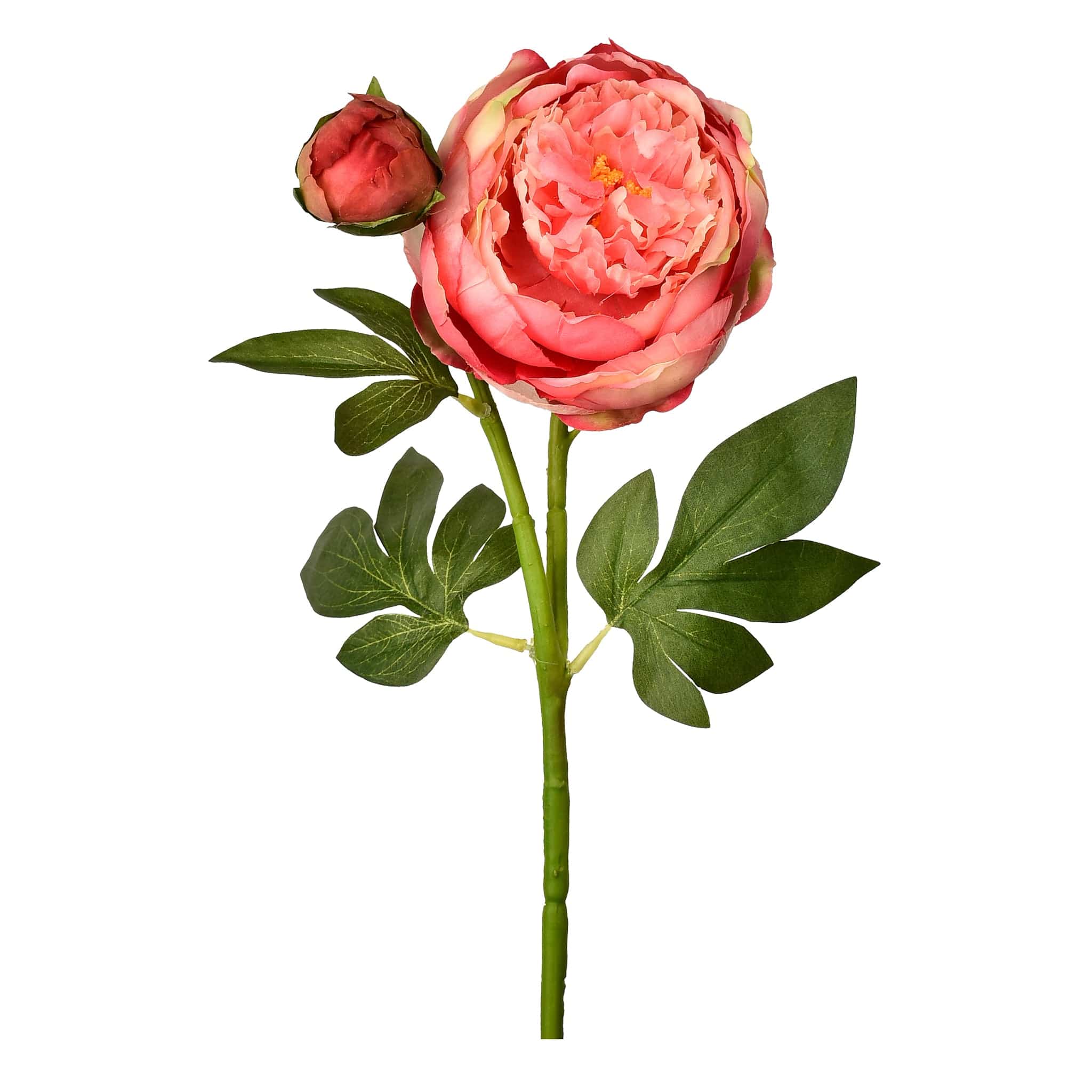 Peony - Image 4