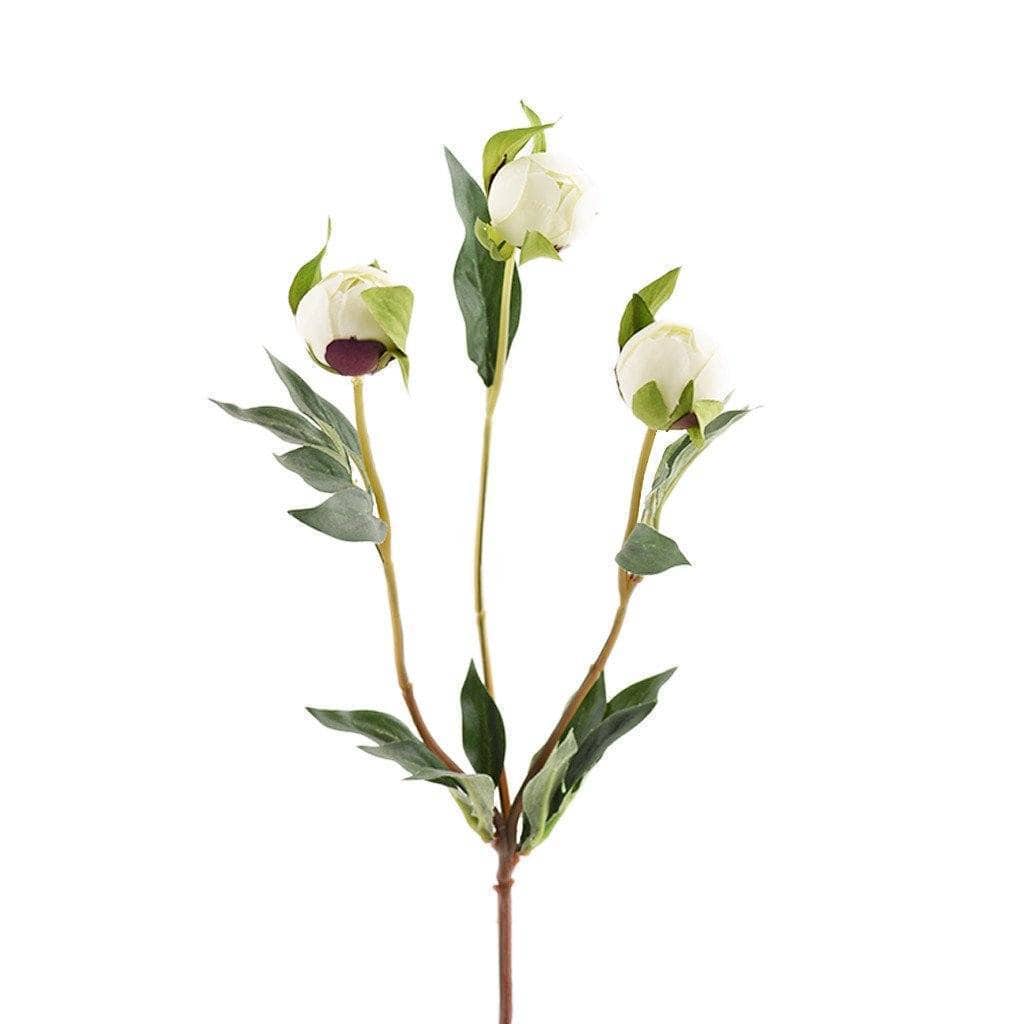 Peony
