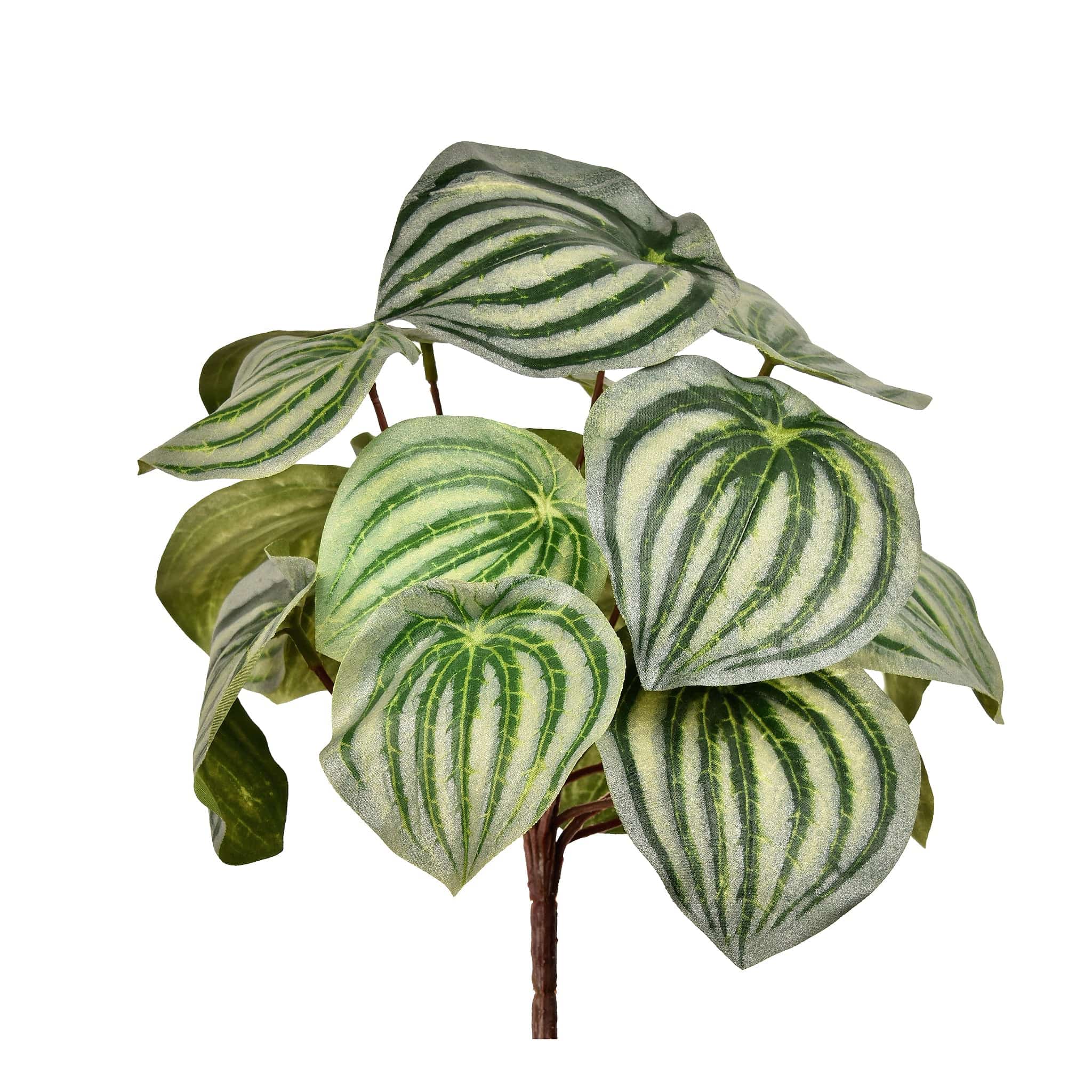 Peperomia