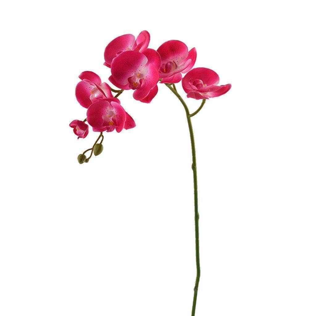 Orchid Stem - Image 3