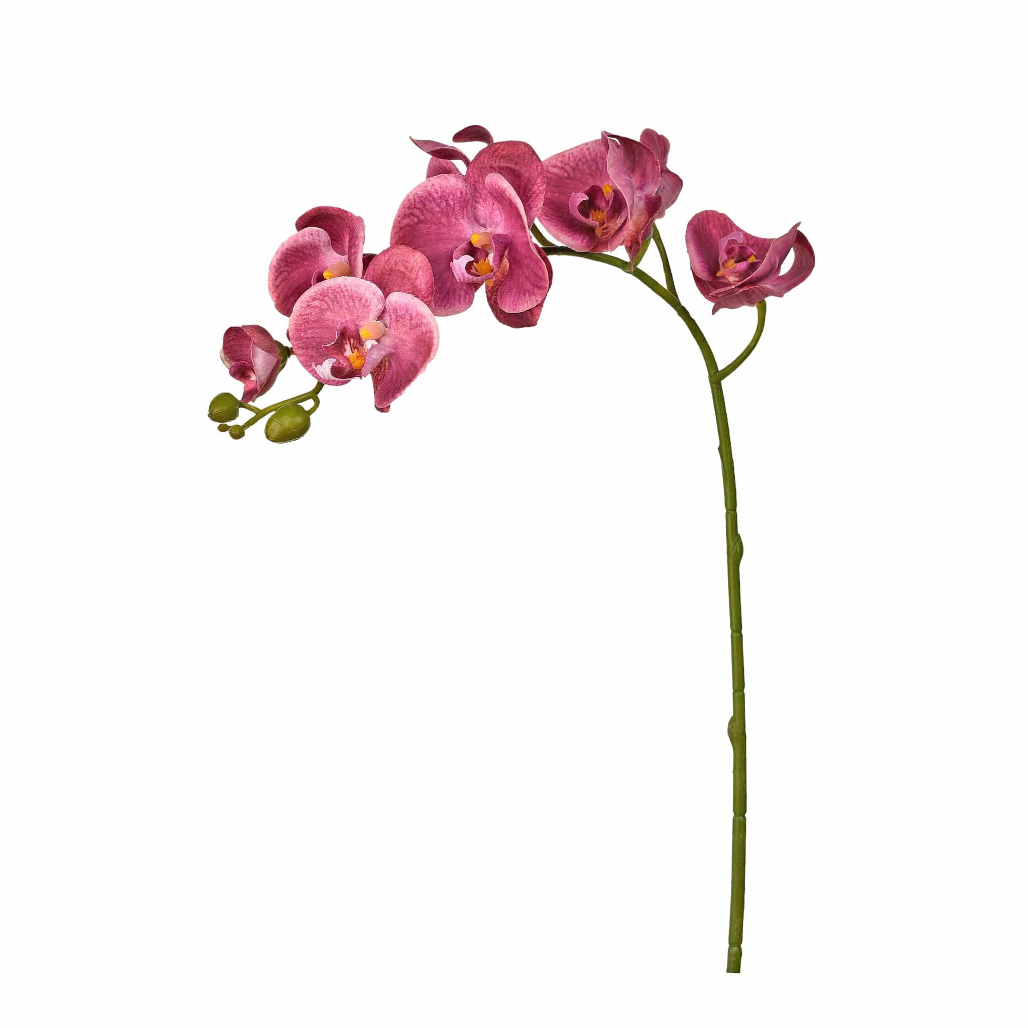 Orchid Stem - Image 4