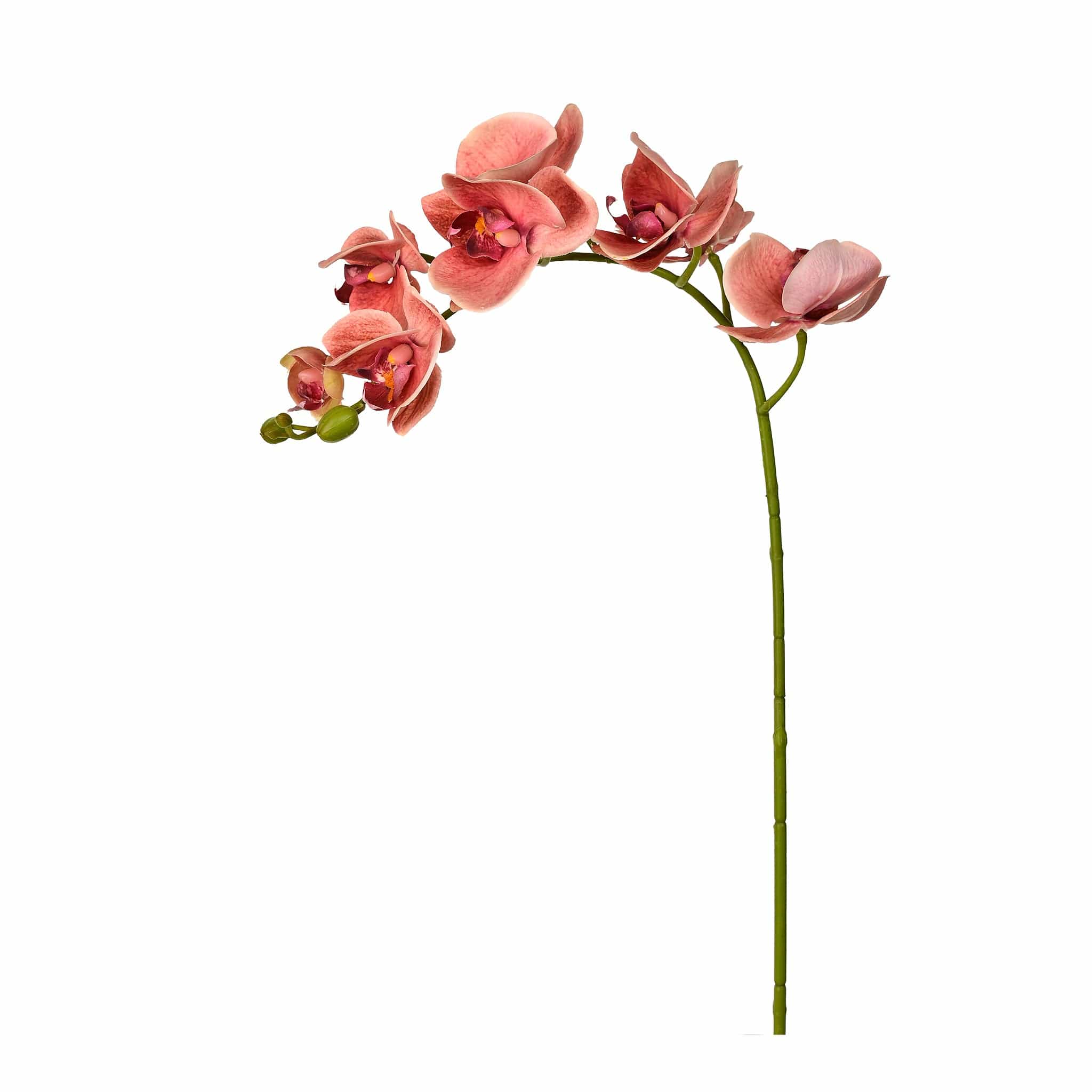 Orchid Stem - Image 7