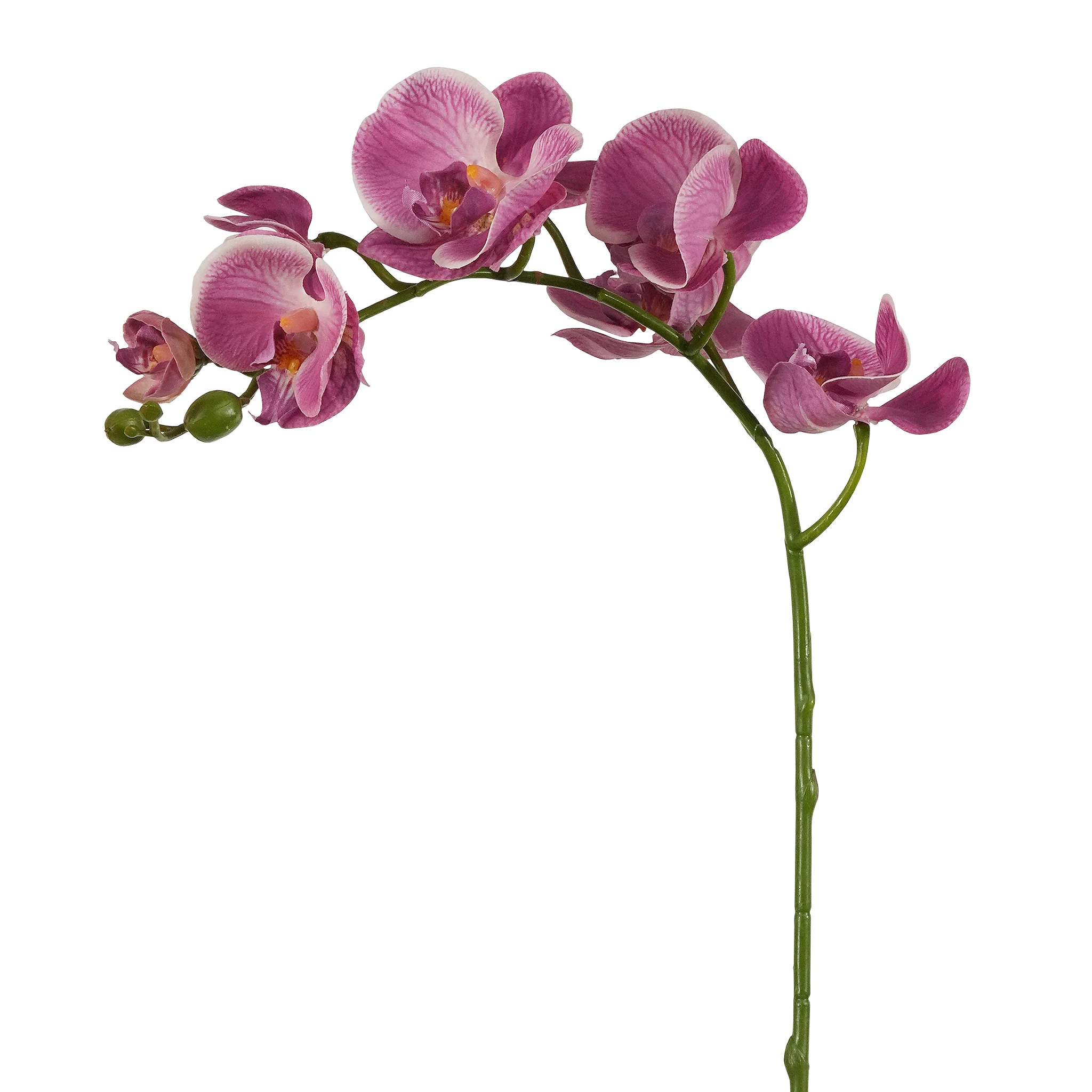 Phalaenopsis
