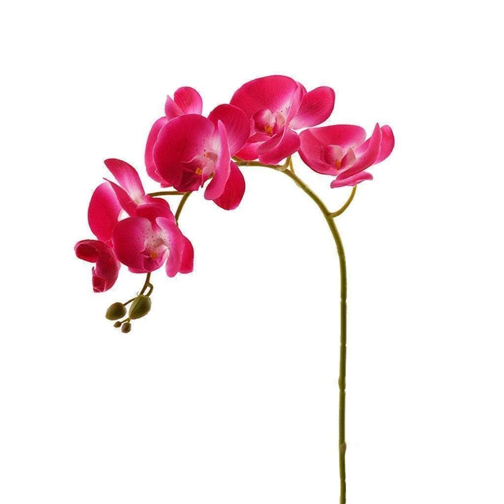 Orchid Stem - Image 3