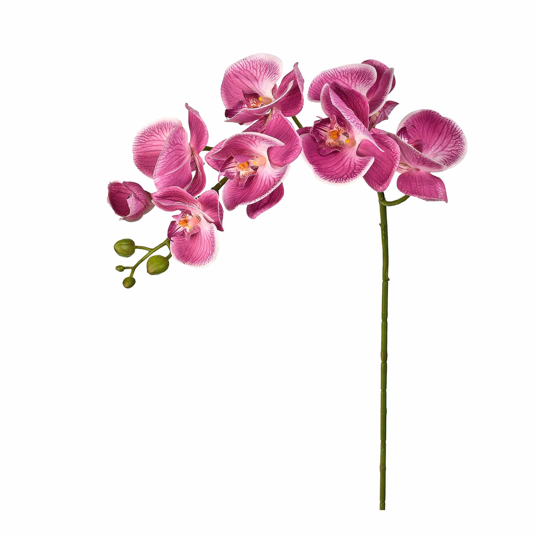 Orchid Stem - Image 4