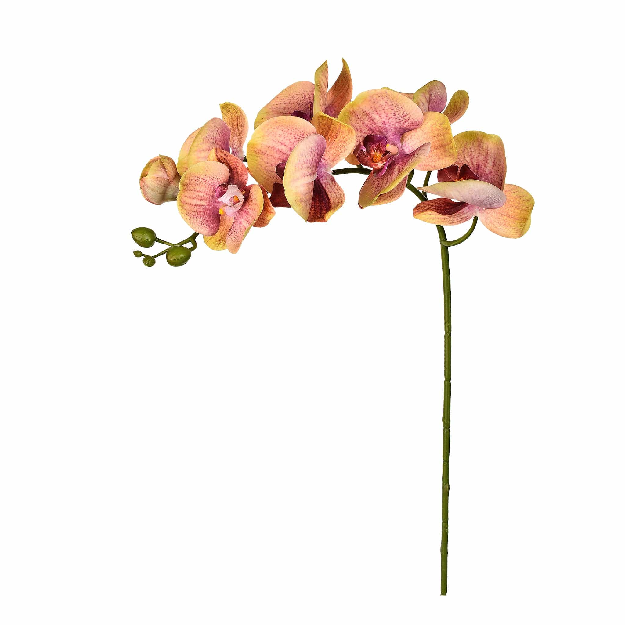 Orchid Stem - Image 7