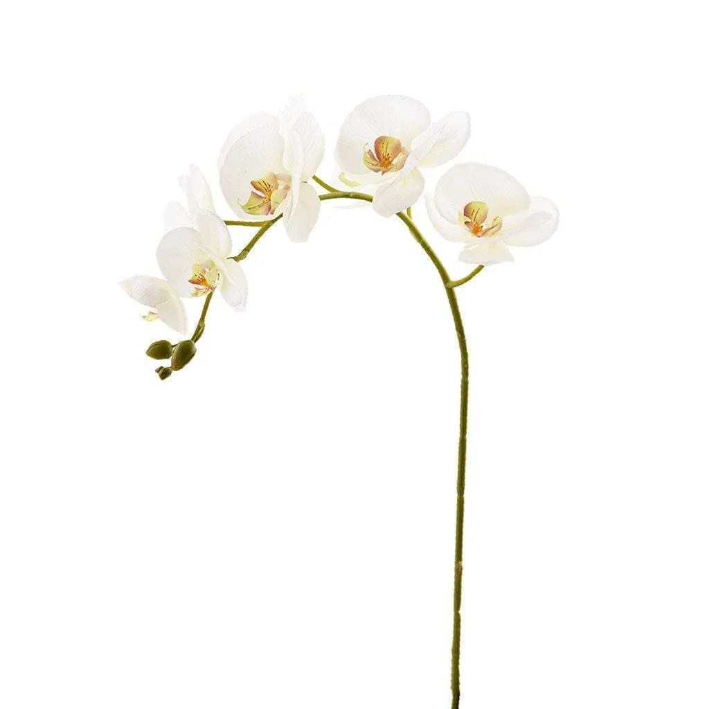Orchid Stem - Image 9