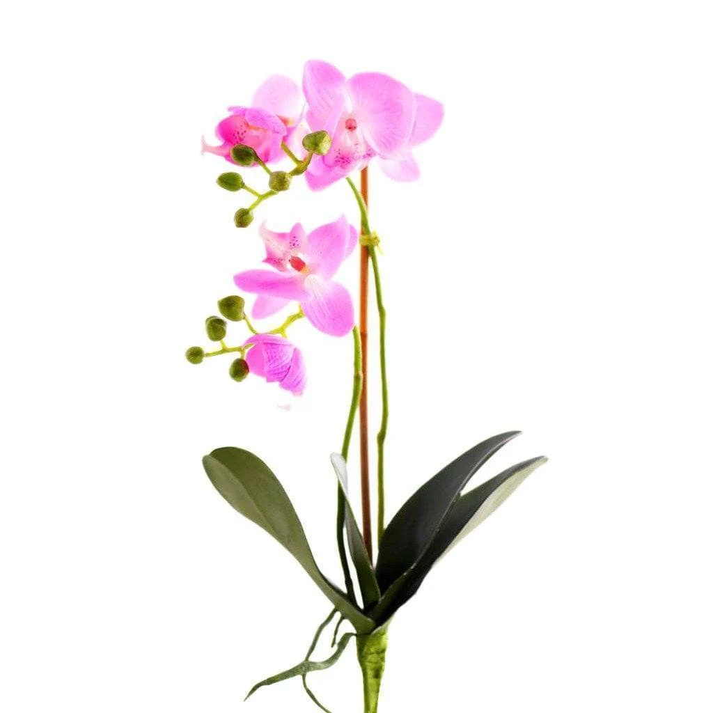 Orchid Stem - Image 2