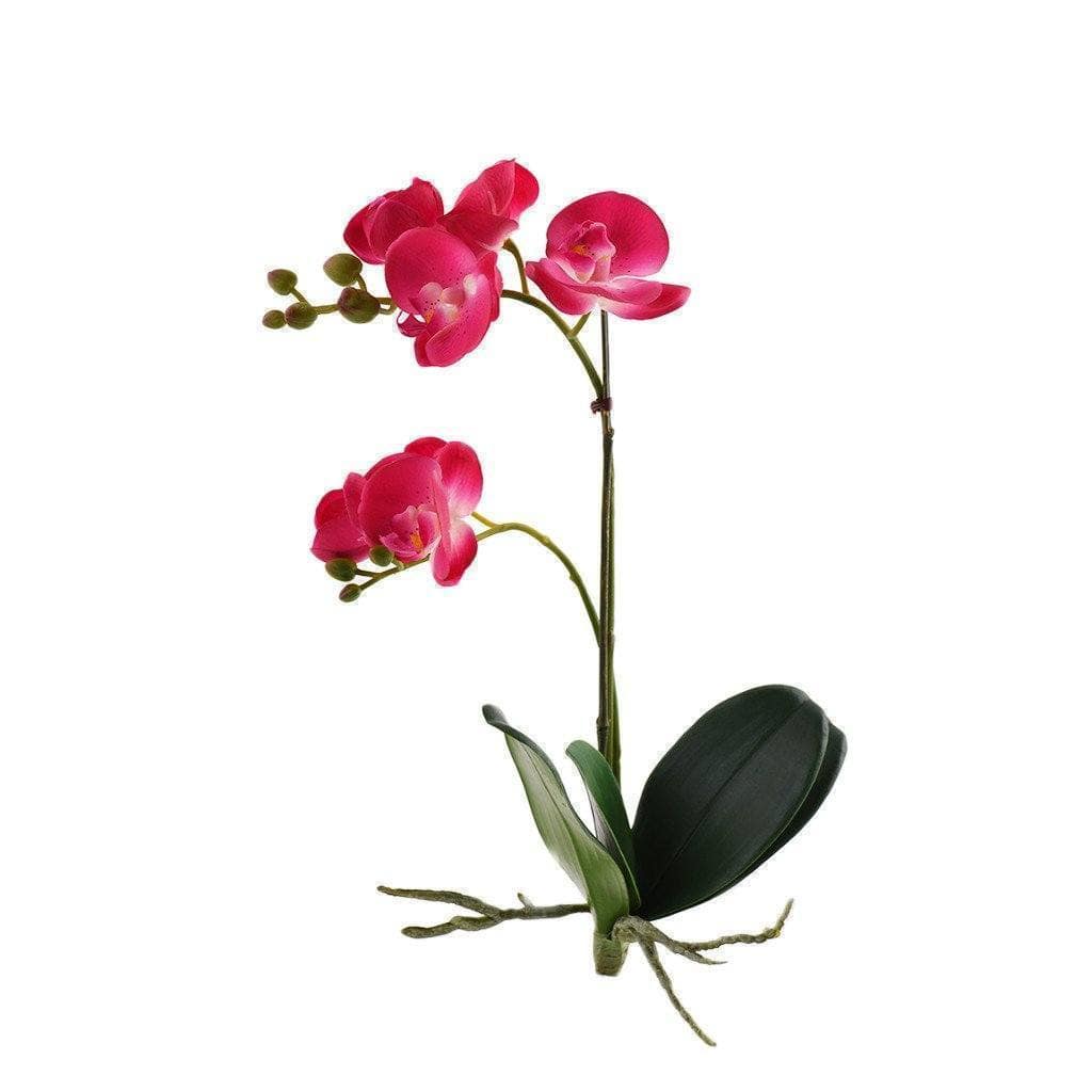 Orchid Stem - Image 3