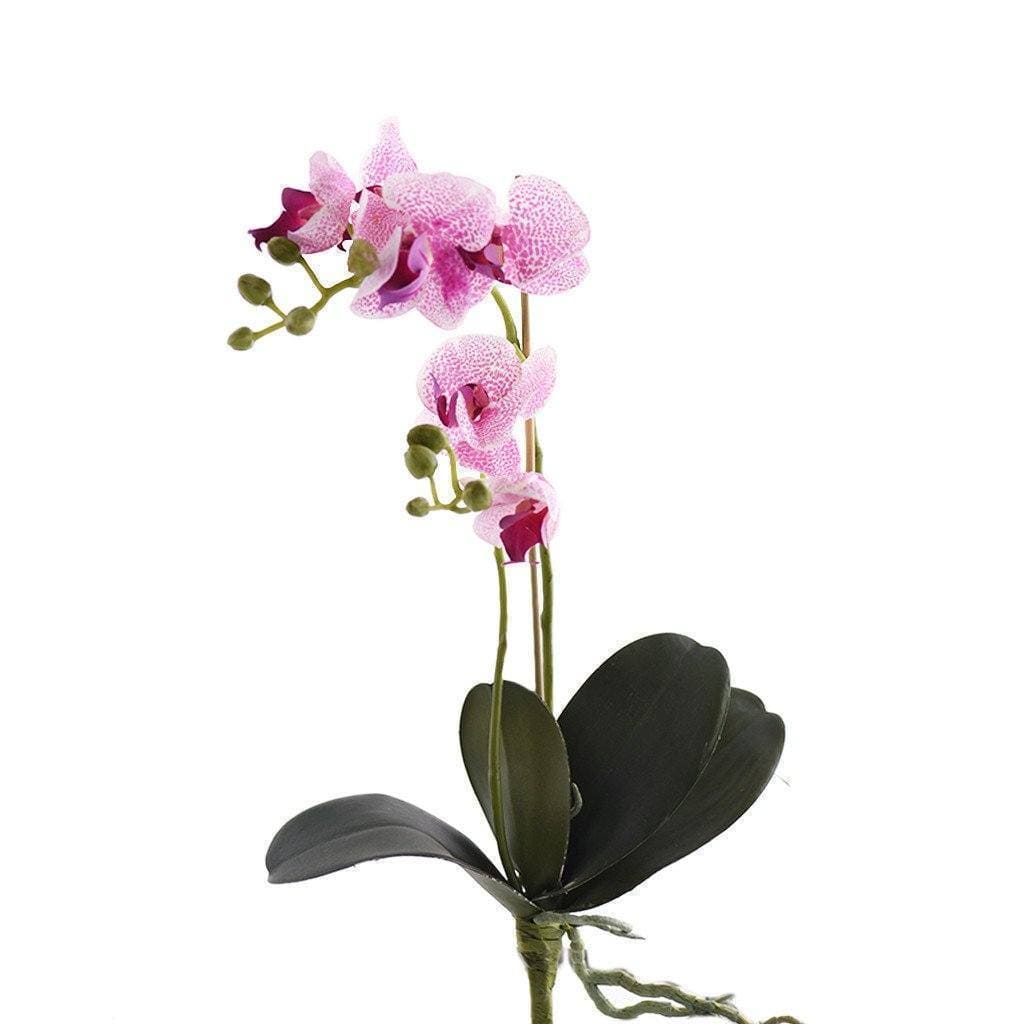 Orchid Stem - Image 4