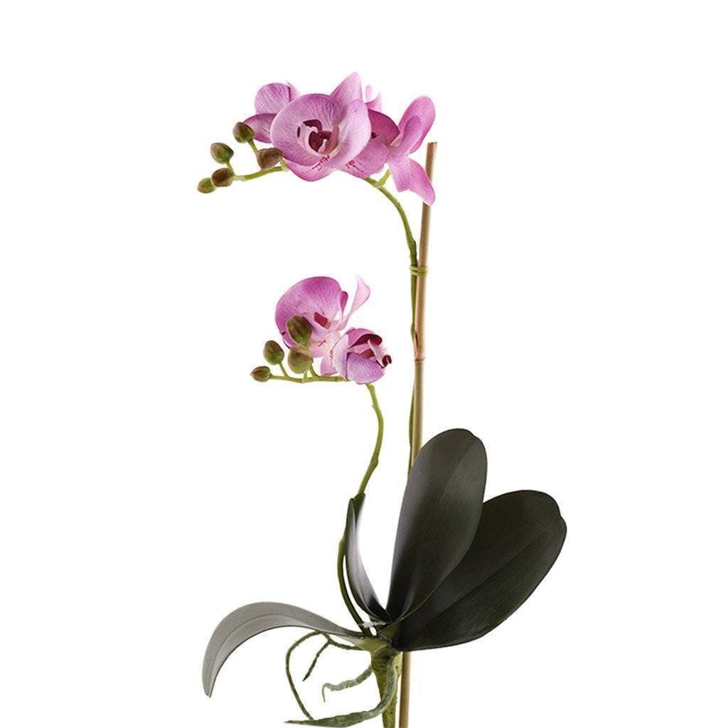 Orchid Stem - Image 5