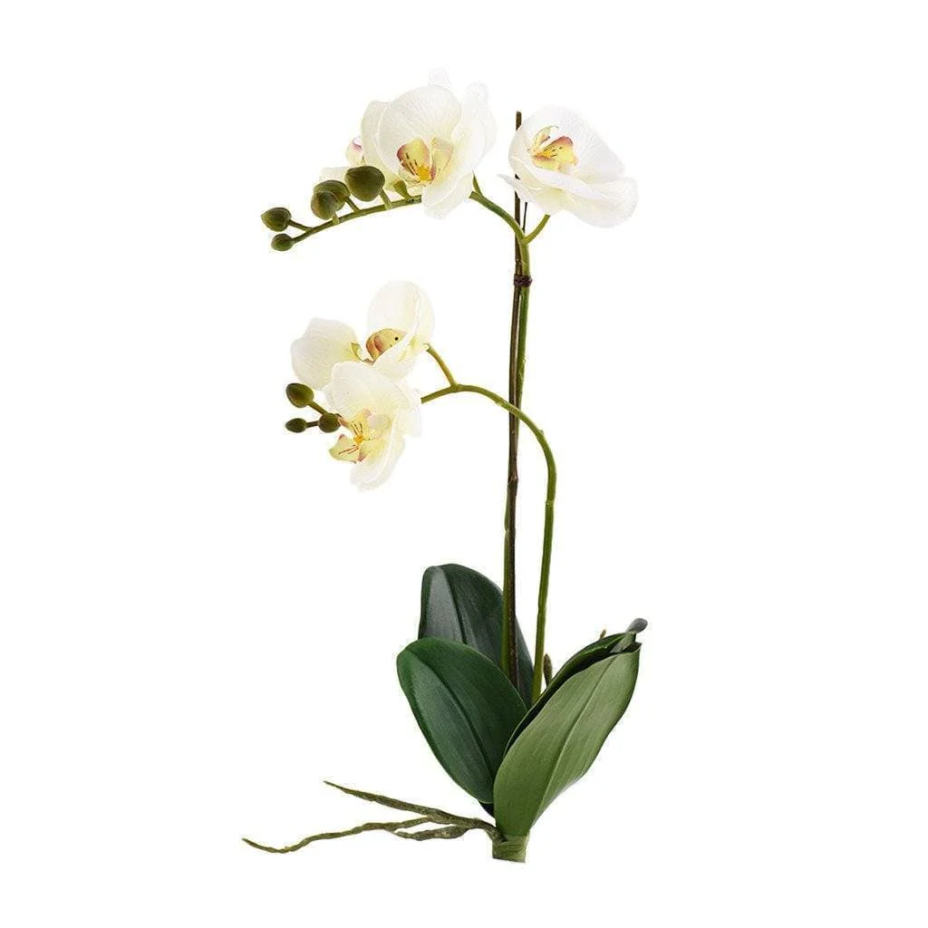 Orchid Stem - Image 6