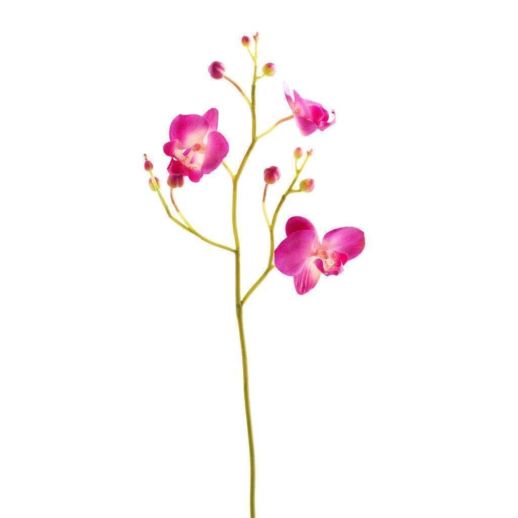 Orchid Stem