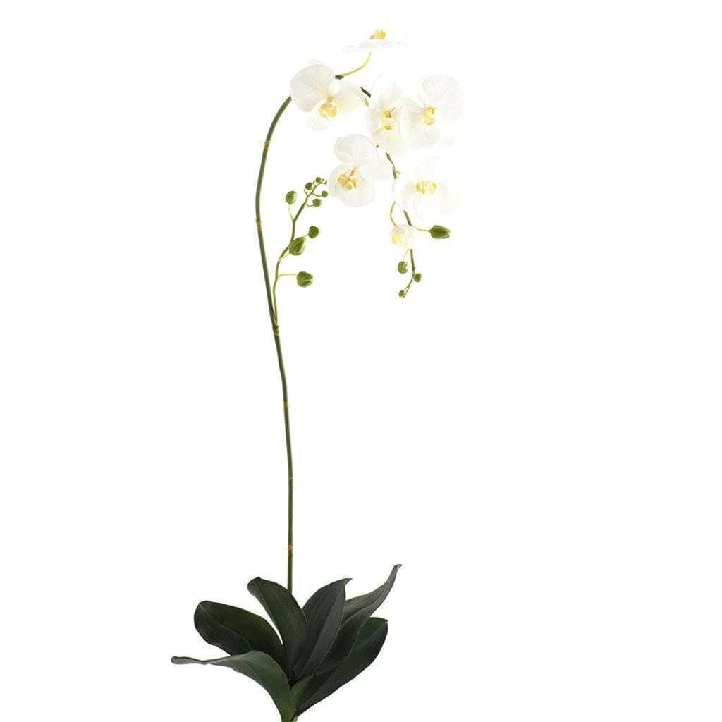 Orchid Stem