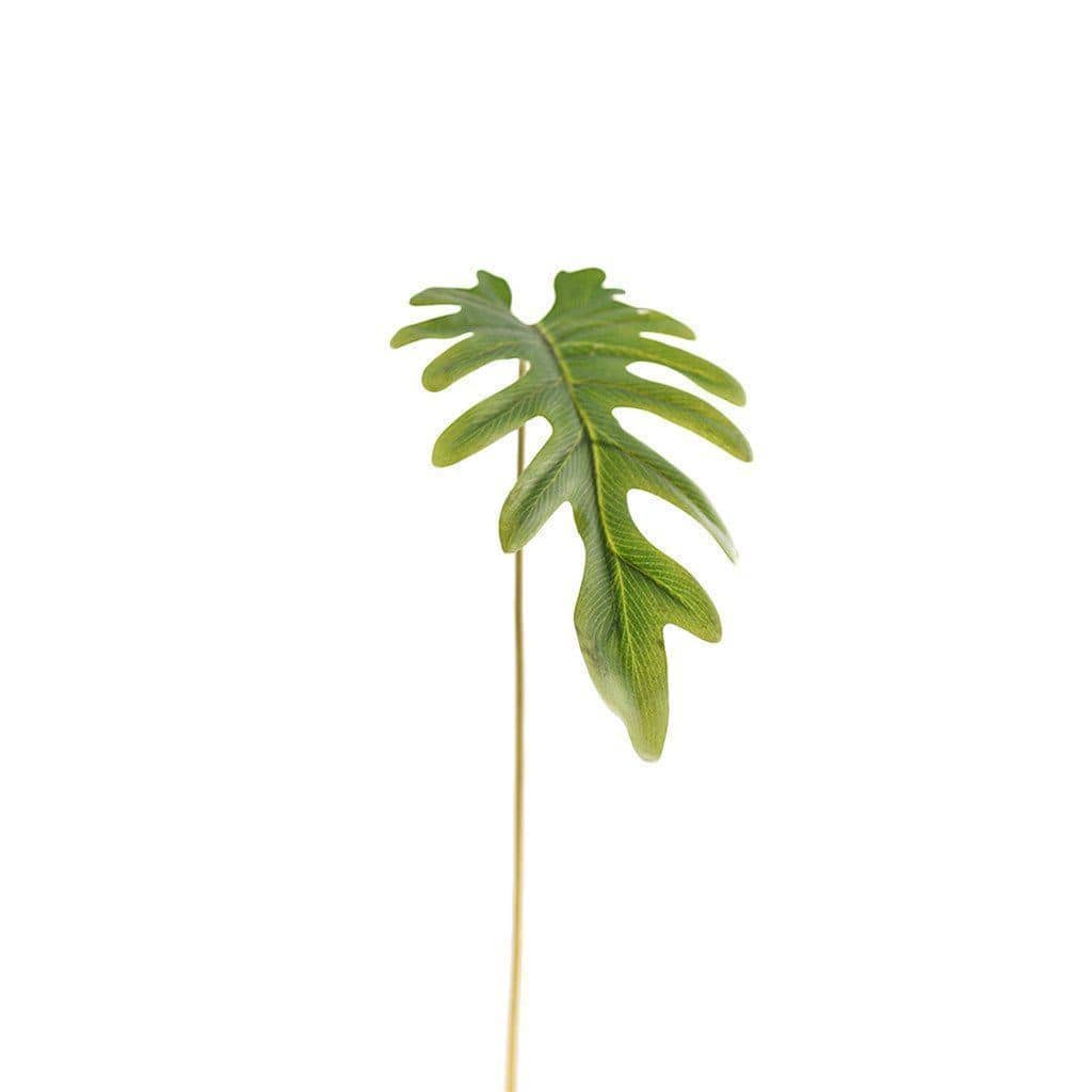 Philodendron Large