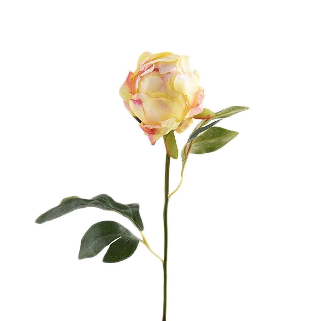 Peony Bud - Image 3