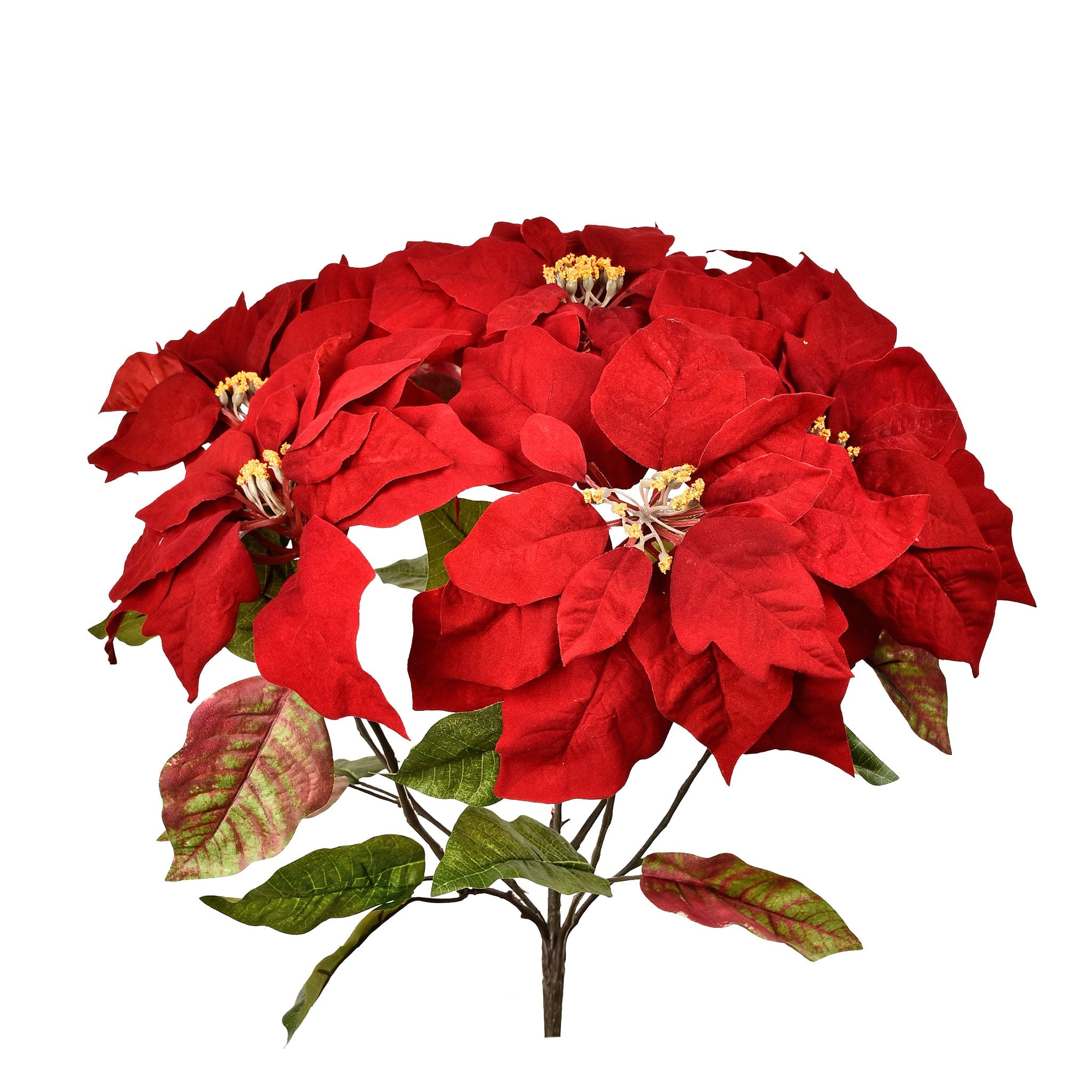 Poinsettia - Image 2