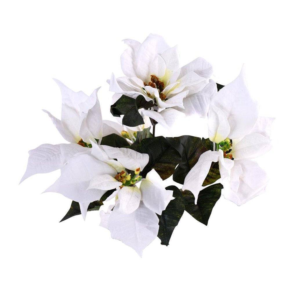 Poinsettia