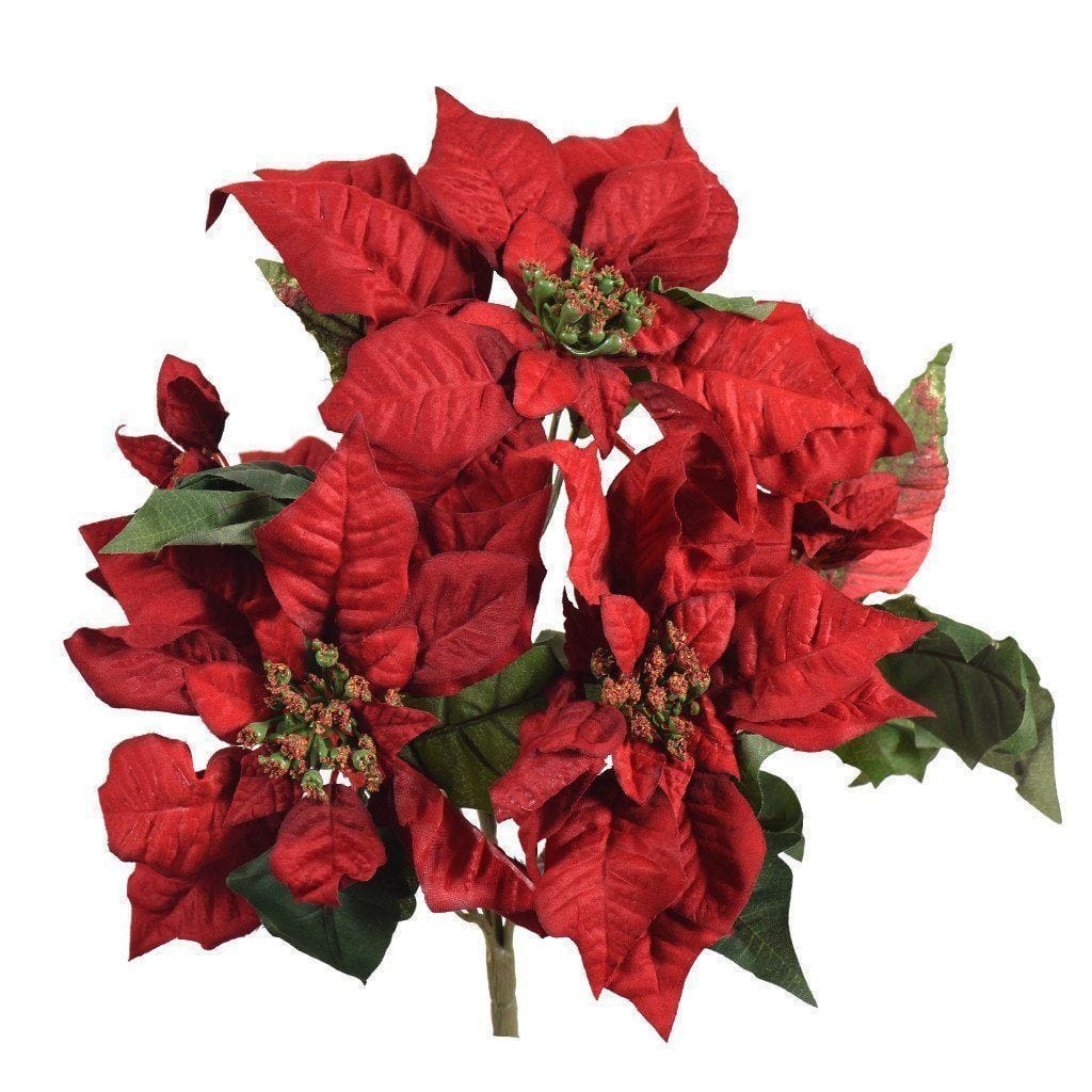 Poinsettia