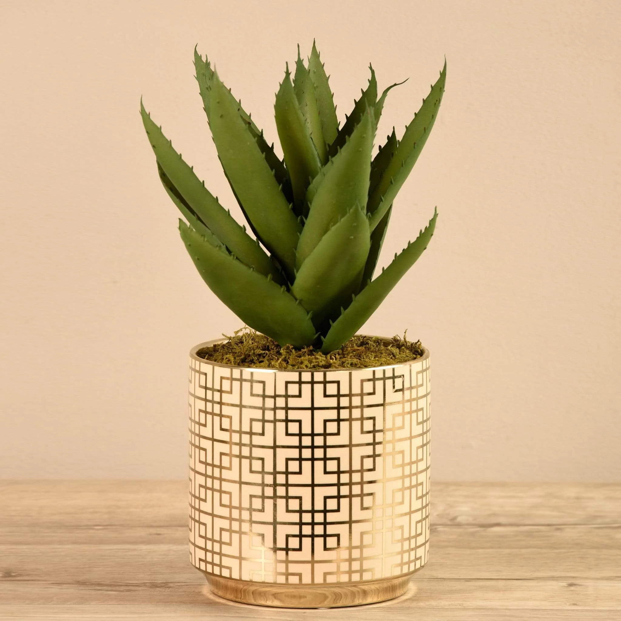 Potted Agave