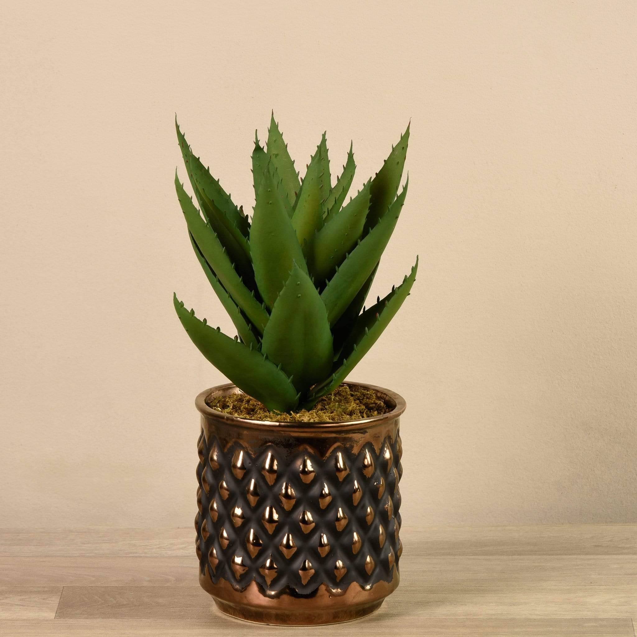Potted Agave