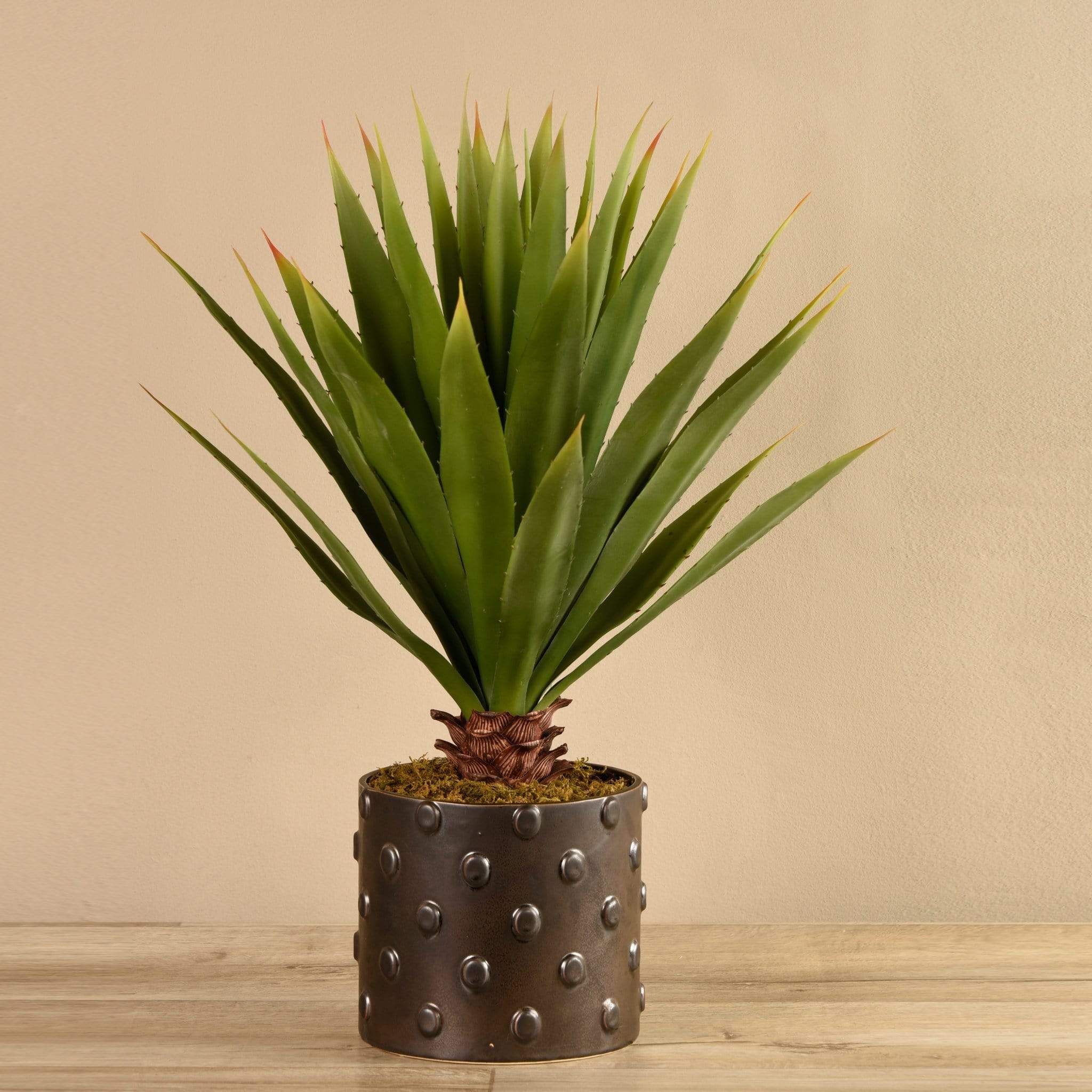 Potted Agave