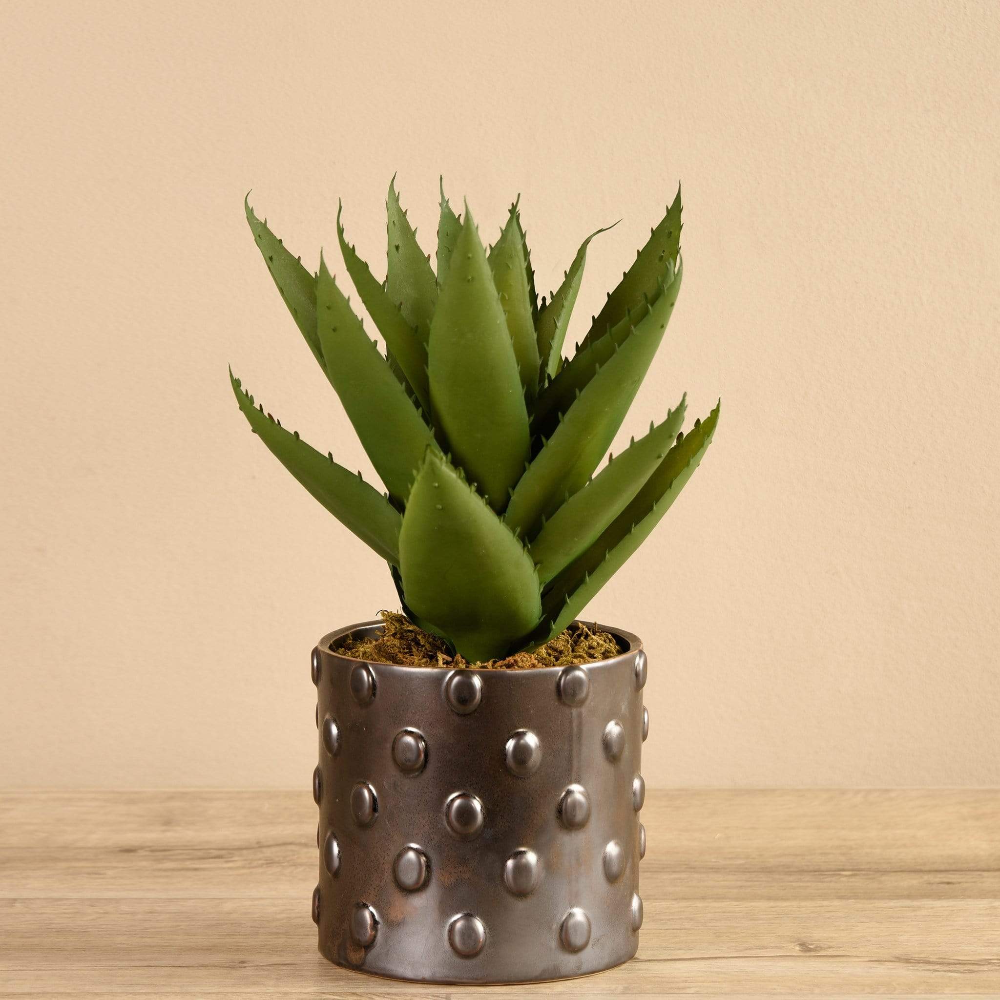 Potted Agave