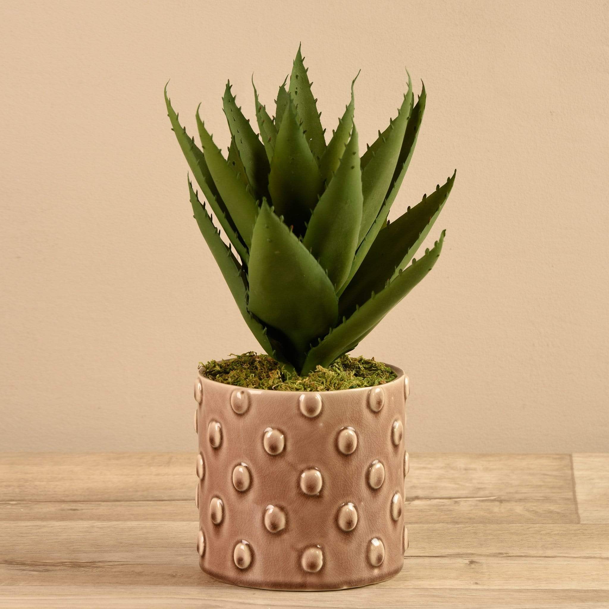 Potted Agave
