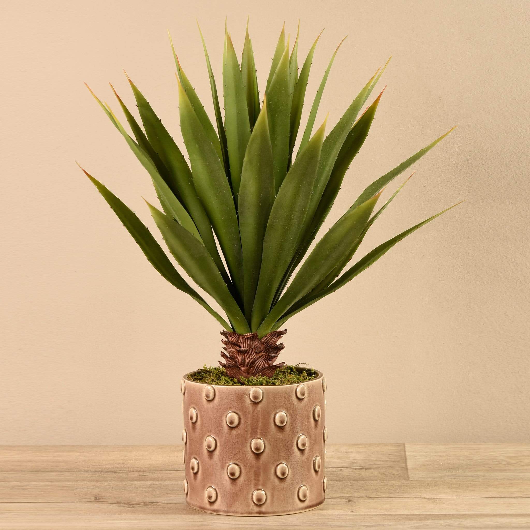 Potted Agave