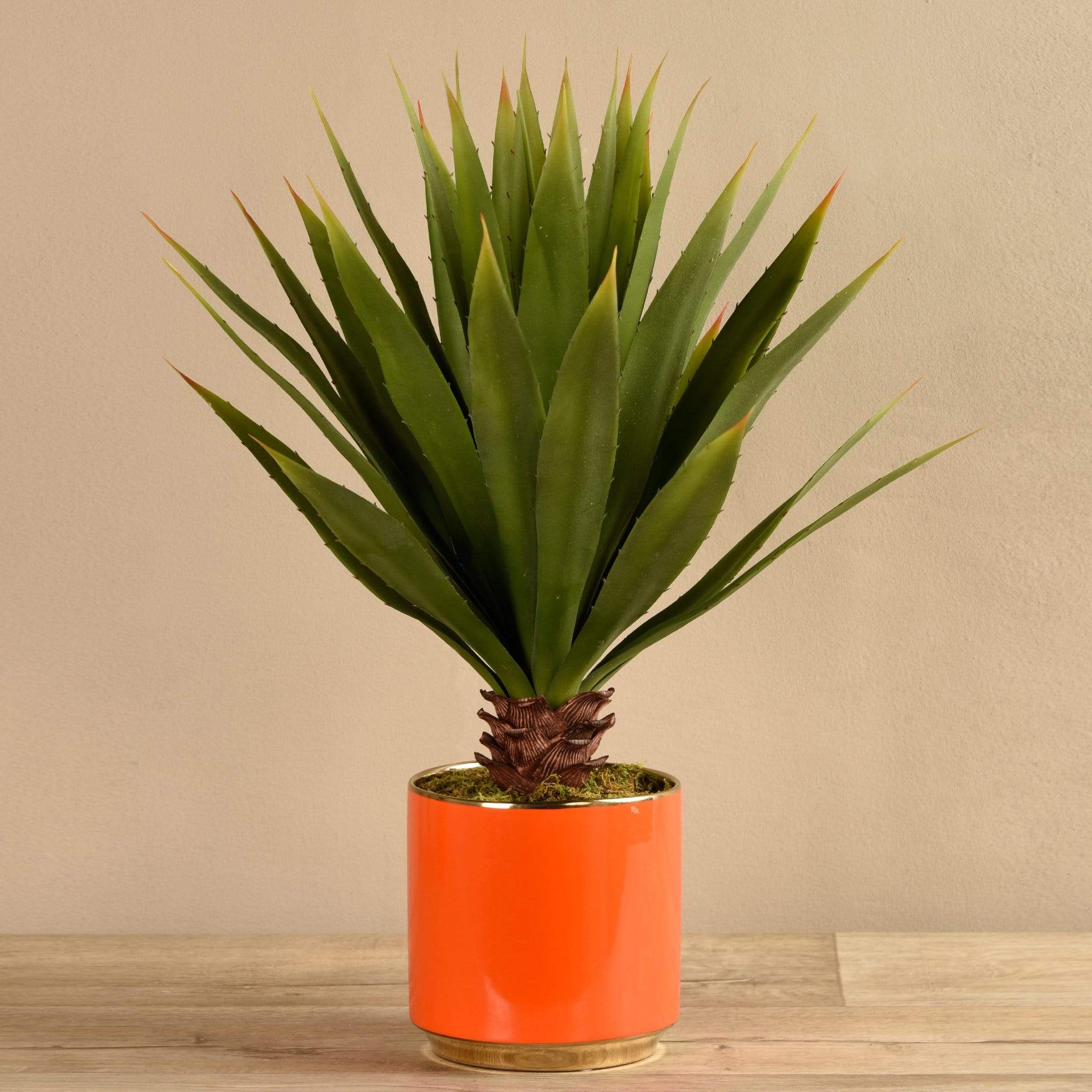 Potted Agave