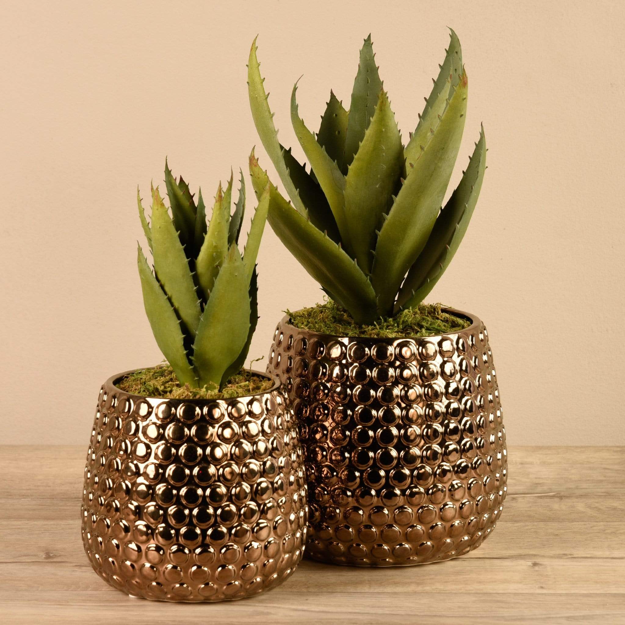 Potted Aloe