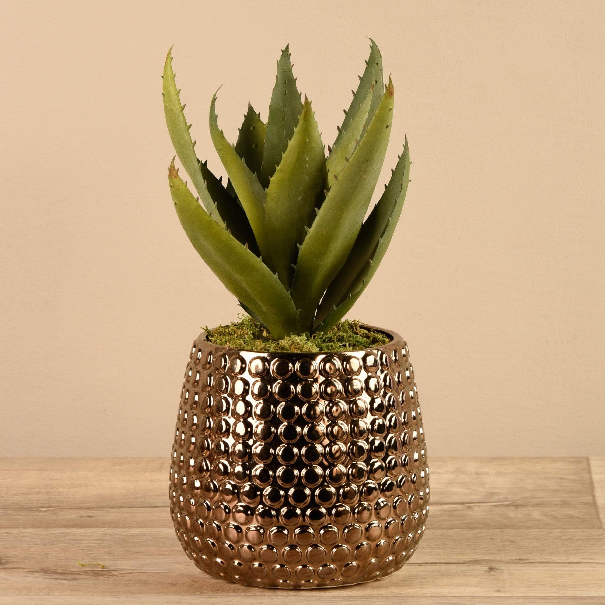 Potted Aloe - Image 3