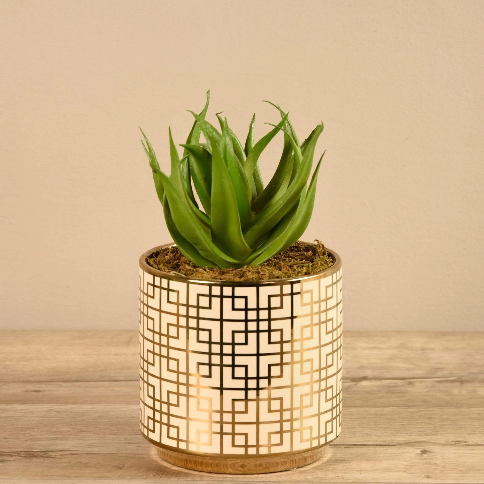 Potted Aloe
